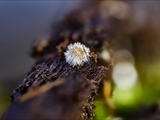 Kugelspringer (Sminthuridae, Collembola) von dem erst kürzlich entdeckten Pilz Pandora batellata parasitiert. Kugelspringer sind sehr klein, sie werden nur 0,5 bis 2 mm groß.